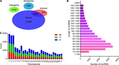 Unraveling Stage-Dependent Expression Patterns of Circular RNAs and Their Related ceRNA Modulation in Ovine Postnatal <mark class="highlighted">Testis Development</mark>